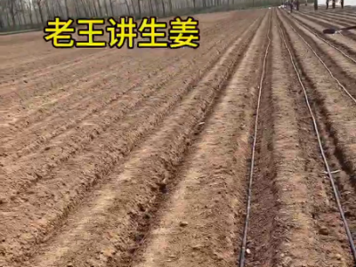 开沟起垄 助力生姜优质高产 ()