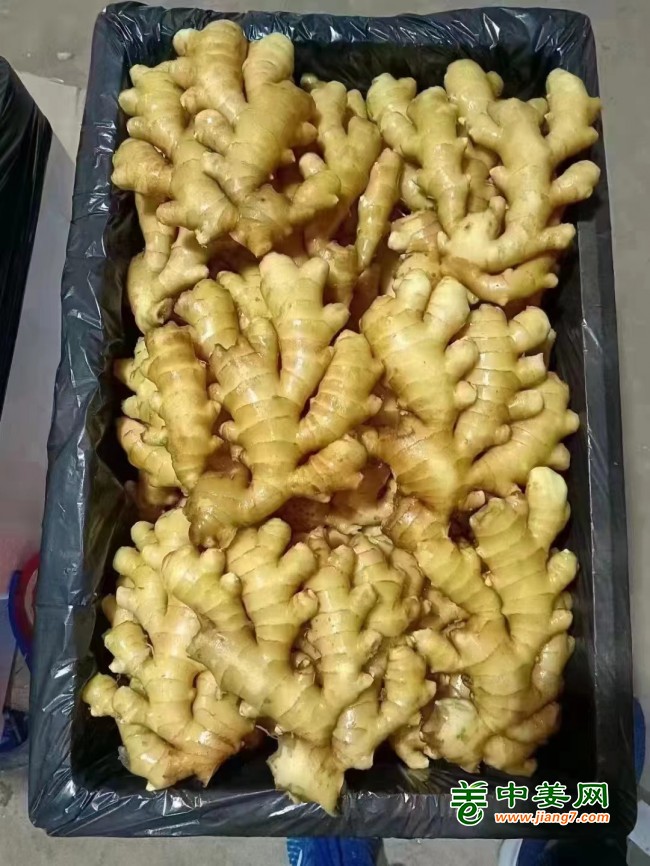 高产36…[04-10]大量供应头芽姜种[04-10]山东生姜产地 ,山东大姜批发