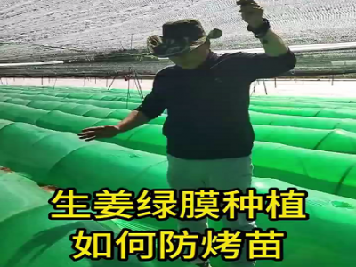 生姜绿膜种植如何防烤苗？ ()