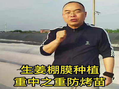 生姜棚膜种植 重中之重防烤苗 ()