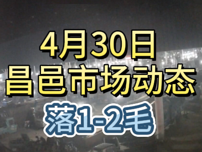 4月30日 琨福市场大姜价格（落1-2毛） ()