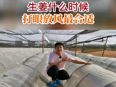 生姜什么时候打眼放风最合适？ ()