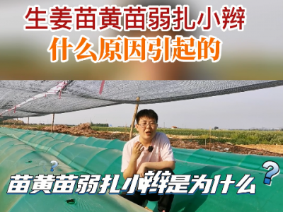 生姜苗黄苗弱扎小辫什么原因引起的？ ()