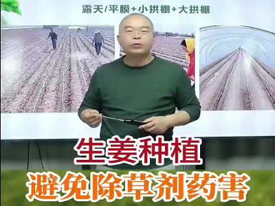 生姜种植 如何避免除草剂药害？ ()
