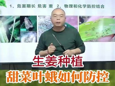 生姜种植甜菜叶蛾如何防控？ ()