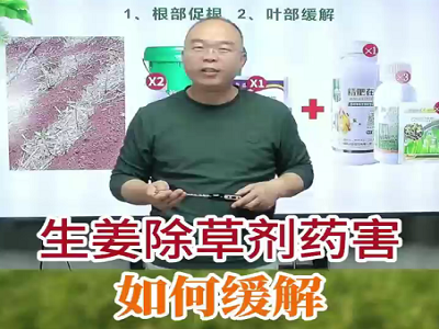 生姜除草剂药害如何缓解？ ()