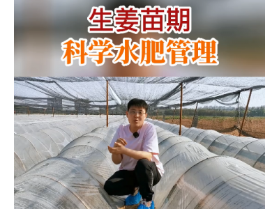 生姜苗期 科学水肥管理 ()