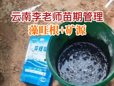 云南李老师苗期管理 ()