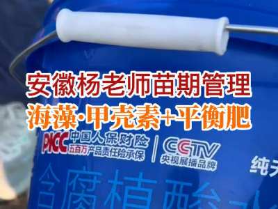 安徽杨老师苗期管理 ()