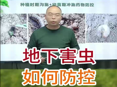 地下害虫如何防控？ ()