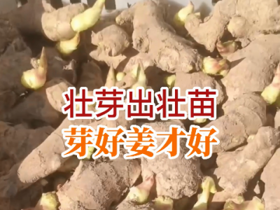 壮芽出壮苗，苗好姜才好！ ()