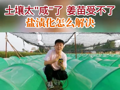 土壤太“咸”了，姜苗受不了，盐渍化怎么解决？ ()