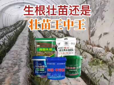 生根壮苗还是 壮苗王中王 ()