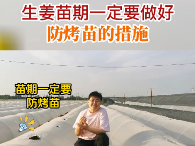 生姜苗期一定要做好防烤苗的措施 ()