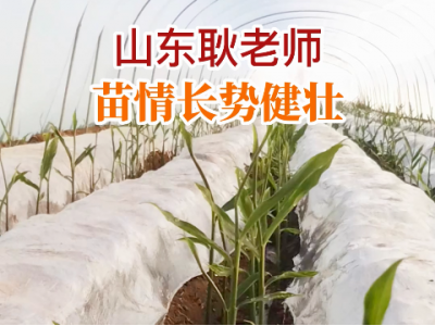 山东耿老师苗情反馈：姜苗长势健壮 ()