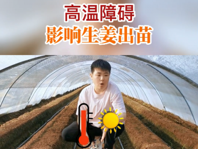 高温障碍影响生姜出苗！ ()