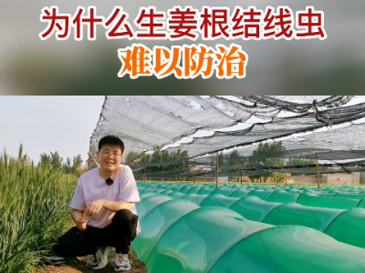 为什么生姜根结线虫难以防治？ ()