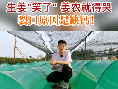 生姜“笑了”姜农就得哭 裂口原因是缺钙！ ()