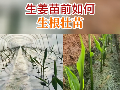 生姜苗前如何生根壮苗！ ()