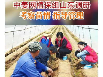 中姜网植保组山东调研 考察苗情指导管理 ()
