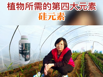 植物所需的第四大元素--硅元素 ()