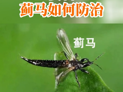 生姜蓟马如何防治？ ()