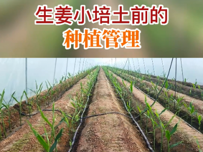 生姜小培土前的种植管理 ()