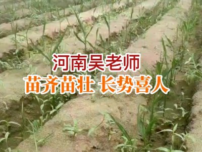 河南吴老师苗情反馈：苗齐苗壮 长势喜人 ()