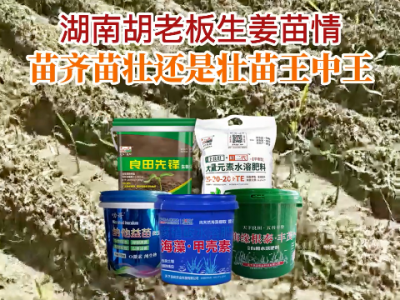 湖南胡老板生姜苗情反馈：苗齐苗壮还是壮苗王中王 ()