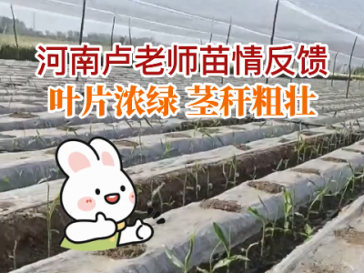 河南卢老师苗情反馈：叶片浓绿 茎秆粗壮 ()