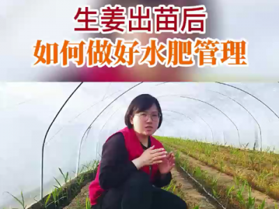生姜出苗后如何做好水肥管理？ ()