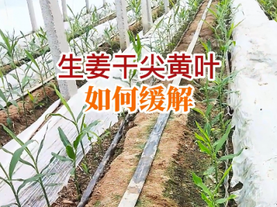 生姜干尖黄叶如何缓解？ ()