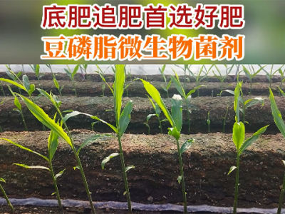 底肥追肥首选好肥--天下良田研二代豆磷脂微生物菌剂 ()