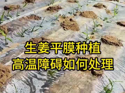 平膜种植的生姜如何处理高温障碍？ ()