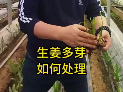生姜多芽 如何处理？ ()