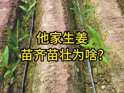 他家生姜 苗齐苗壮为啥？ ()