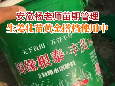 安徽杨老师苗期管理：生姜壮苗黄金搭档使用中... ()