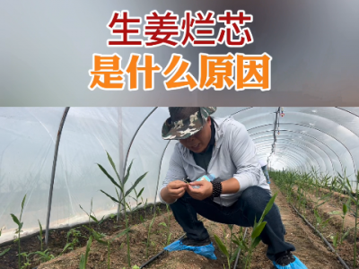 生姜烂芯是什么原因？ ()