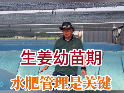 生姜幼苗期水肥管理是关键 ()