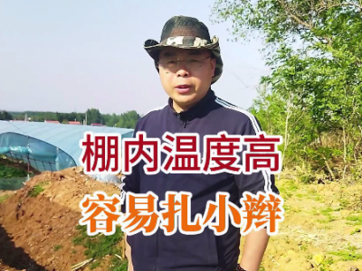 棚内温度高大姜容易扎小辫 ()