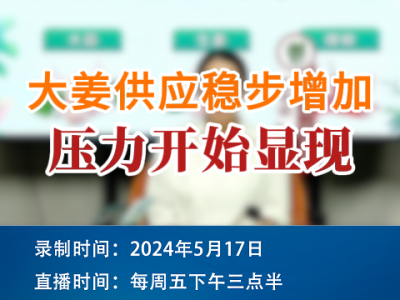 大姜供应稳步增加，压力开始显现 ()
