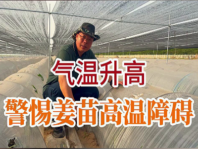 气温升高警惕姜苗高温障碍！ ()