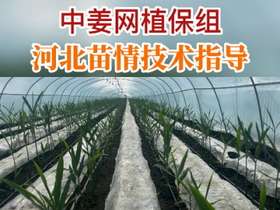 中姜网植保组河北苗情技术指导 ()