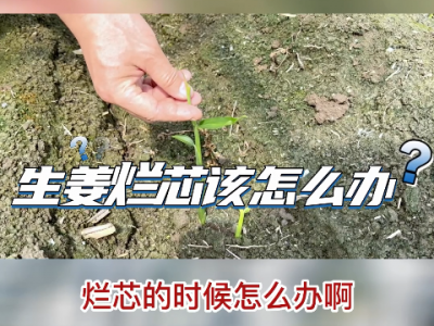 生姜出现烂芯怎么办？ ()