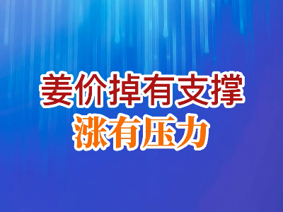 姜价：掉有支撑 涨有压力 ()