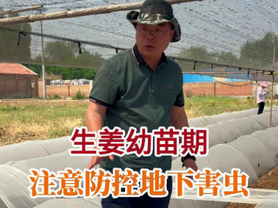 生姜幼苗期 注意防控地下害虫 ()