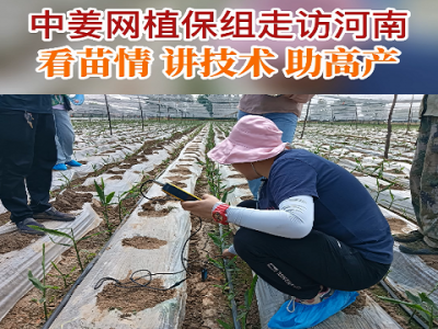 中姜网植保组走访河南 看苗情 讲技术 助高产！ ()