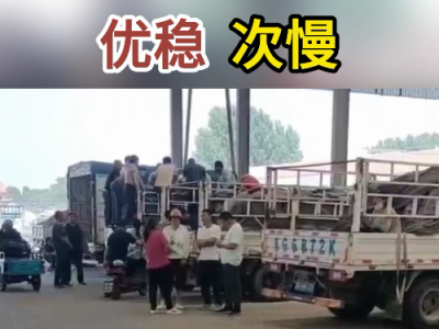 5月25日下午安丘黑埠子市场（优稳次慢） ()