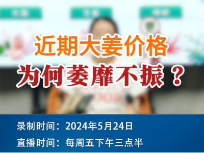 近期大姜价格为何萎靡不振？ ()