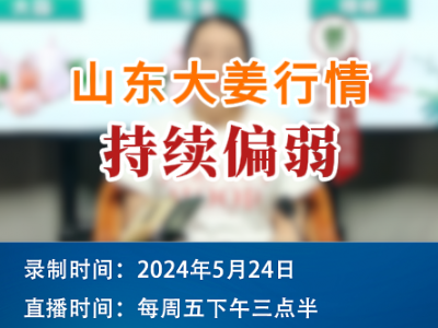 山东大姜行情持续偏弱 ()